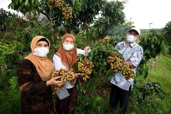 Panen Kelengkeng di Deliserdang, Sekdaprov Sabrina Sebut Buah Ini Punya Potensi Ekonomi Tinggi